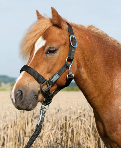 Padded Headcollar